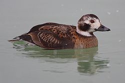 Alfågel, adult hona i vinterdräkt. Fotograferad i februari i Ontario, Kanada.