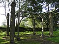 Plourin : colonnes de justice (piliers de justice ou fourches patibulaires) des seigneurs de Kergroadez 5.