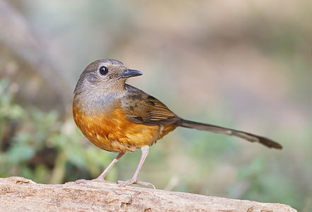 White-rumped shama, female, by JJ Harrison