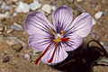 Crocus cartwrightianus (H)