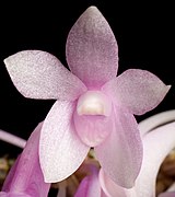 Dendrobium lawesii