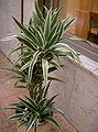 Dracaena deremensis