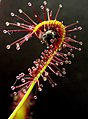 Hoja tentacular de Drosera atrapando un insecto.