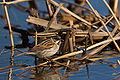 In natural shore habitat