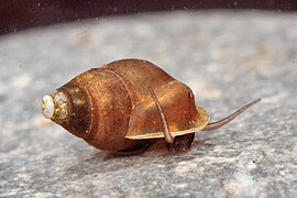 Emericia patula ( Emmericiidae )