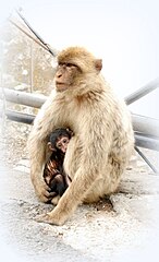 Barbary Macaque