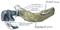 Mandible of human embryo 24 mm. long. Outer aspect.