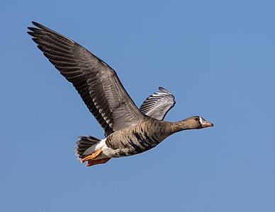 Greater white-fronted goose, by Frank Schulenburg