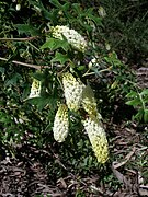 Grevillea flexuosa