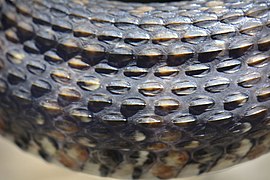 Keeled scales on a southern watersnake (26954310414).jpg