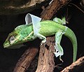 Knight Anole