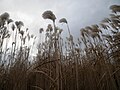 Bir Miscanthus sazlığı