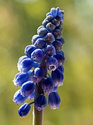 Muscari botryoides-20210428-RM-121422.jpg