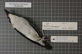 Naturalis Biodiversity Center - RMNH.AVES.36226 2 - Tityra inquisitor erythrogenys (Selby, 1826) - Tyrannidae - bird skin specimen.jpeg