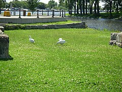 On rencontre parfois ces oies à Montréal, ici près de la marina de Lachine.