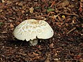 Ridderzwam. (Tricholoma).