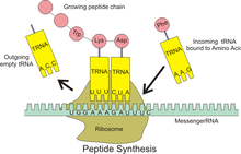 Peptide syn.png