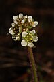 Saxifraga integrifolia