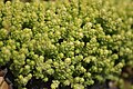 (1) Sedum acre