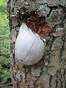 Svenska: Myxomycet: Sotägg (Enteridium lycoperdon) på alstam i Väsmestorps naturreservat