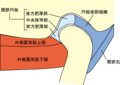 顎関節の構造