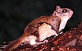 Flying Squirrel