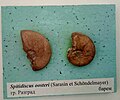 en:Spitidiscus oosteri nodosa (Tzankov, 1935), en:Barremian, en:Razgrad, Cr1 1771 (Coll. V.Tzankov) at the en:Sofia University "St. Kliment Ohridski" Museum of Paleontology and Historical Geology