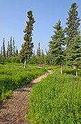 Taiga, Inuvik, Northern Territories