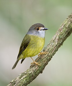 Pale-yellow robin, by JJ Harrison