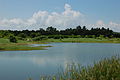 香港濕地公園 香港湿地公园 Hong Kong Wetland Park