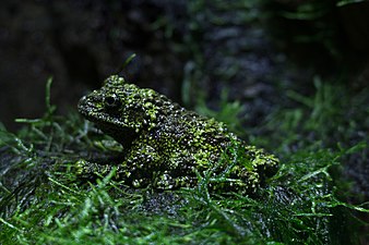 Vietnamese mossy frog, London Zoo