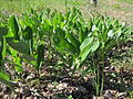 Echtes Salomonssiegel Polygonatum odoratum