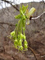 Flowers and emerging spring leaves in early April in Salt Lake County, Utah