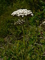 Achillea millefolium