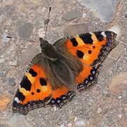 Aglais urticae