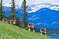 Ovce hruborohé (Ovis canadensis) v Národnom parku Jasper v Alberte