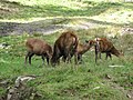 Barking deer (HP wildlife)