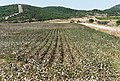 Cotton field