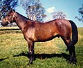 Brumby horse (cat)