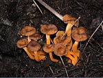 Rödgul trumpetsvamp (Cantharellus lutescens), ätlig