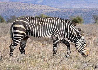 'n Kaapse bergkwagga in die Nasionale Bergkwaggapark, Oos-Kaap, Suid-Afrika.