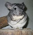 Chinchilla (Chinchilla lanigera)