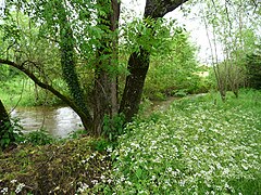 La Doue, un kilomètre avant sa confluence avec le Bandiat.