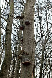 Echte tonderzwam (Fomes fomentarius)