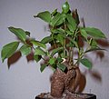 Blizgusis fikusas (Ficus retusa)