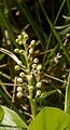 Complex raceme, some nodes with 2 flowers: M. canadense