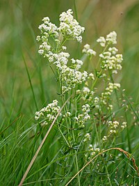 Ziemeļu madara (Galium boreale)