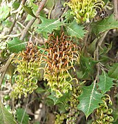 Grevillea bedggoodiana