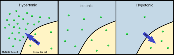 Hypertonic Isotonic Hypotonic.png