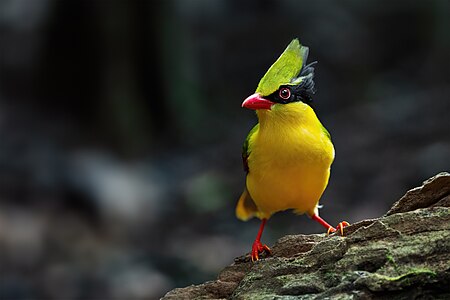 Indochinese green magpie, by JJ Harrison